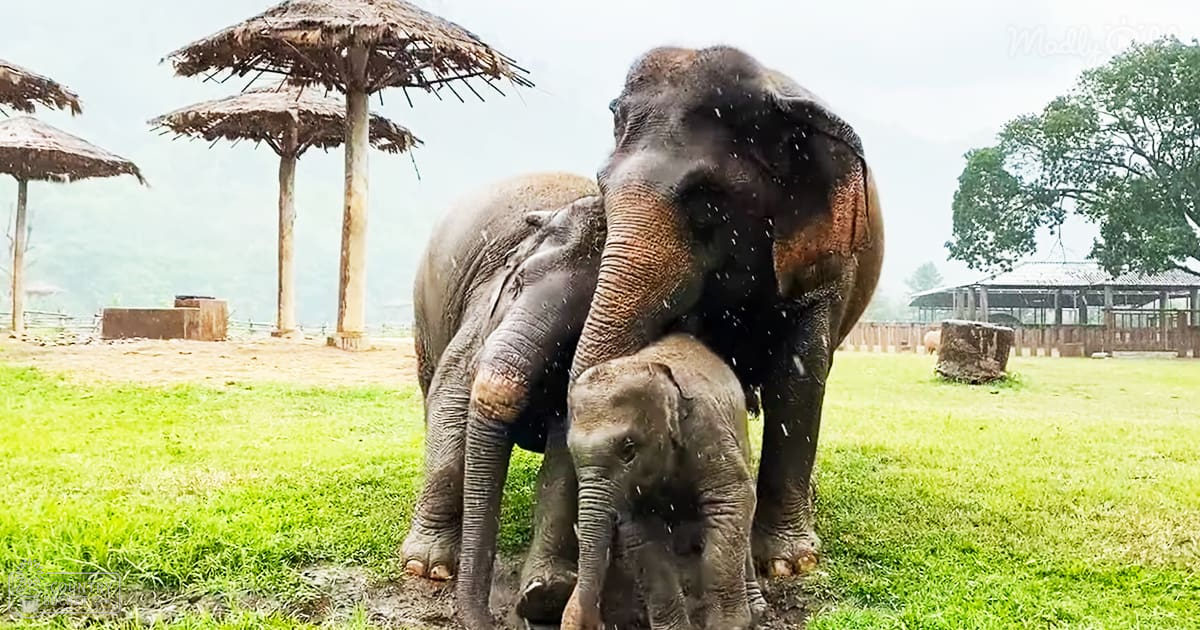 An adult mother elephant with a juvenile calf standing under straw umbrellas in an outdoor enclosure, likely at a sanctuary or zoo, surrounded by wet grass and wooden posts.