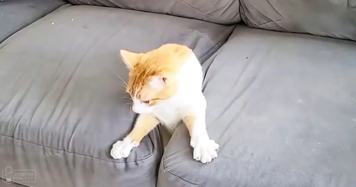 An orange and white tabby adult cat lounging indoors on a gray couch, bathed in natural light.