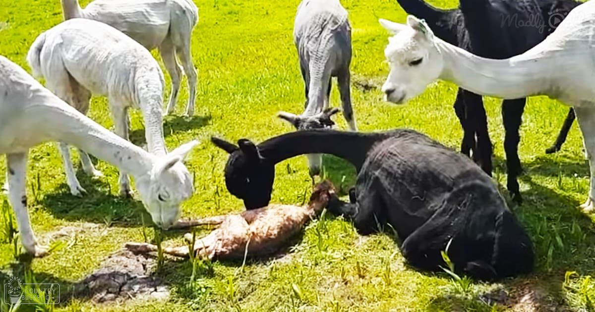 Adults and juveniles of white and black alpacas in a lush, green pasture under bright daylight during spring or summer.