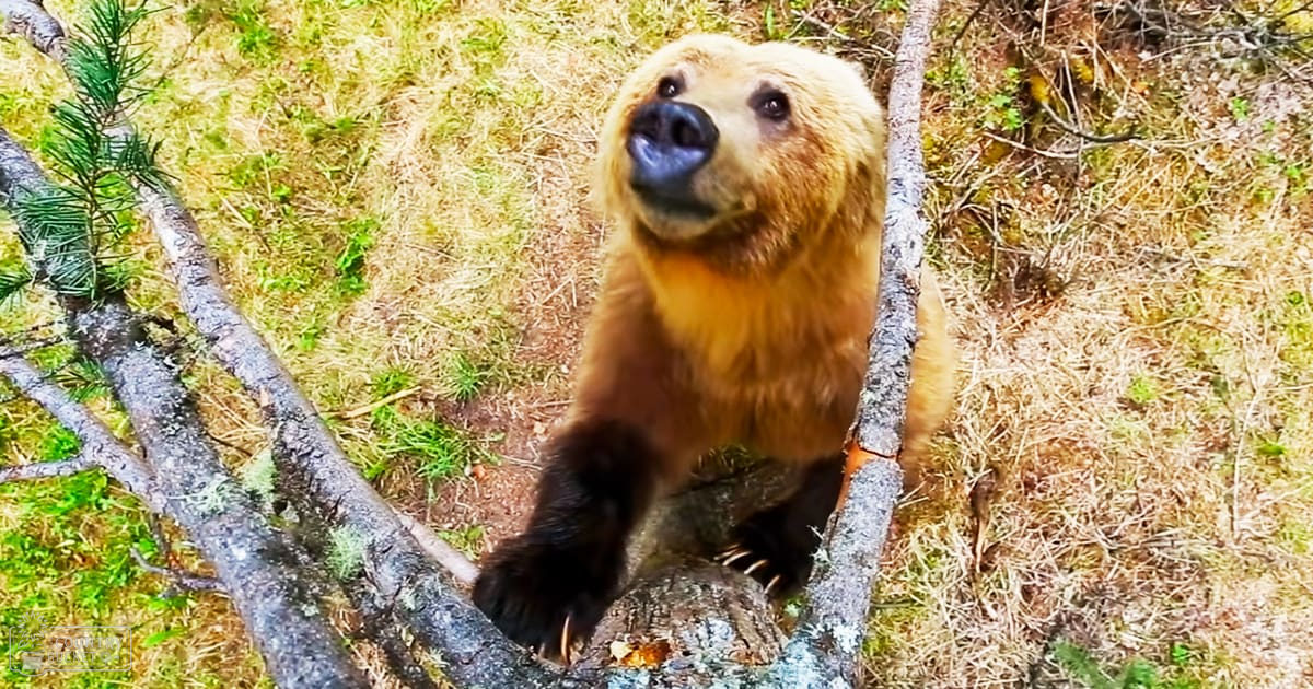 A brown bear with light brown fur and black markings around its mouth and nose stands on a forest floor covered in dry grass and green vegetation.