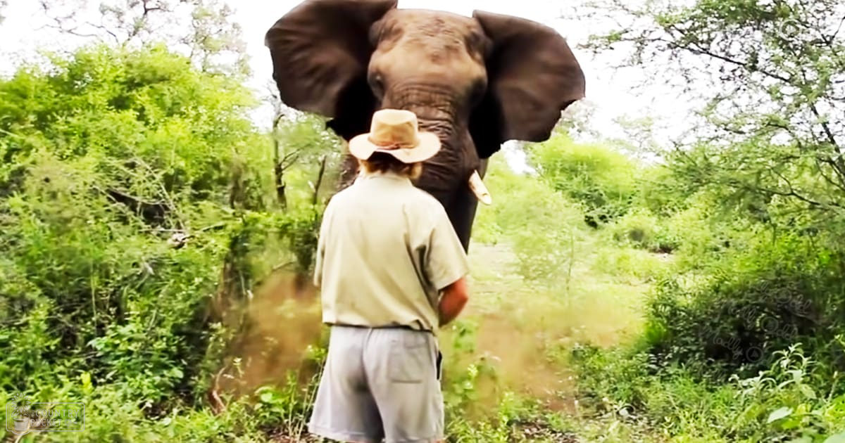 An adult male interacting with an African elephant in a lush green natural reserve during daytime, wearing light-colored clothing and holding a stick.