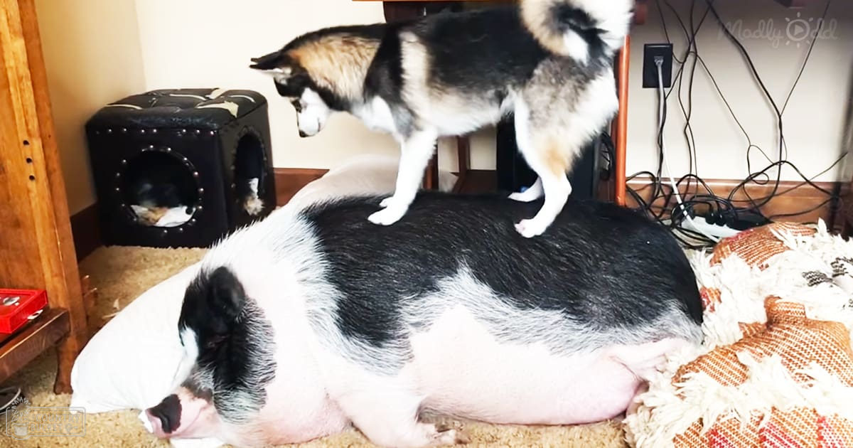 An adult pig with black and white fur lies down inside a home setting. A Siberian Husky or similar breed dog stands on top of the pig, both in an indoor environment surrounded by household items like cables and furniture.