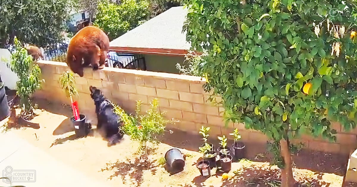 A black cat with white patch near potted plants, while a brown bear climbs over a brick wall in a lush residential backyard.