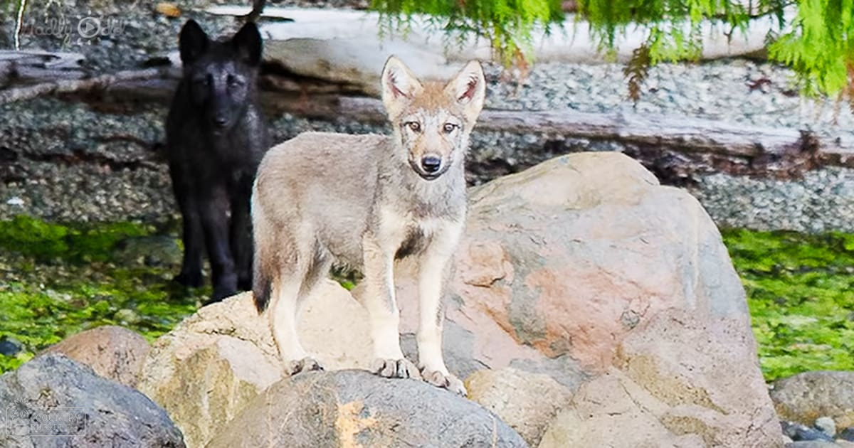 A wolf pup with light brown fur stands on rocks amidst lush greenery in a damp outdoor setting.