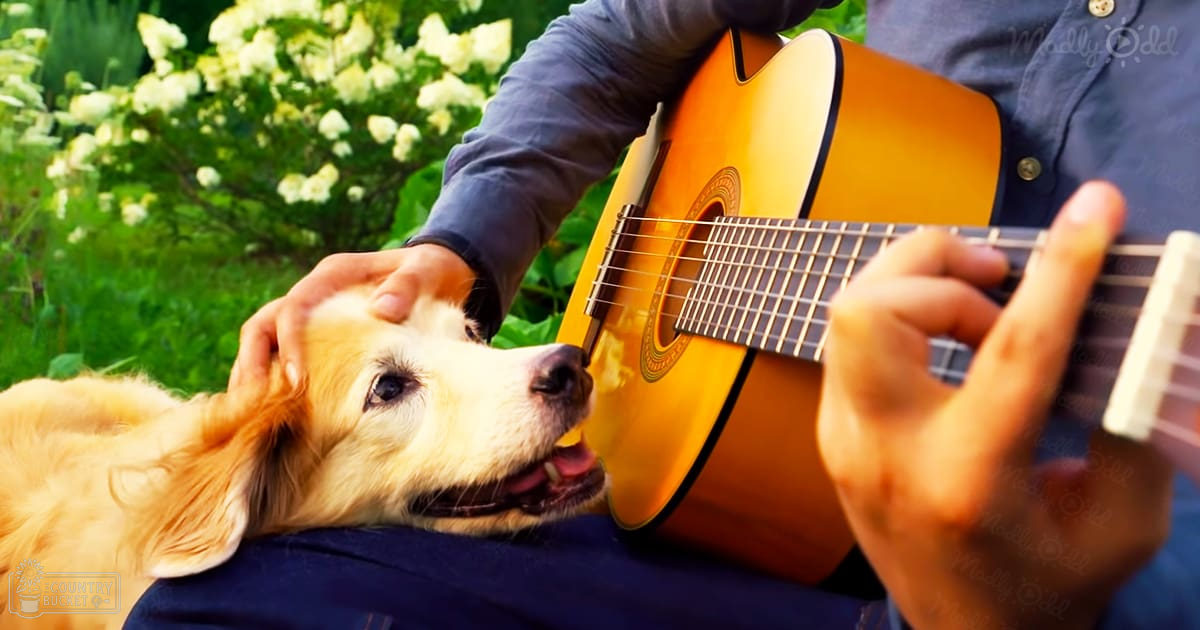 A golden retriever stands outdoors amidst blooming white flowers, held by an adult male in a dark blue shirt with button details.