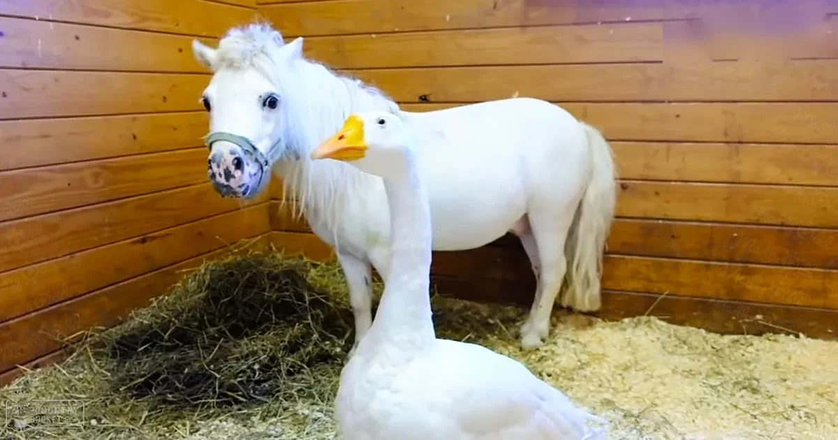 A white horse with a muzzle stands in an indoor barn setting, accompanied by a white goose with a yellow beak and orange feet. Straw bedding and wooden paneling indicate the scene is likely set during winter.