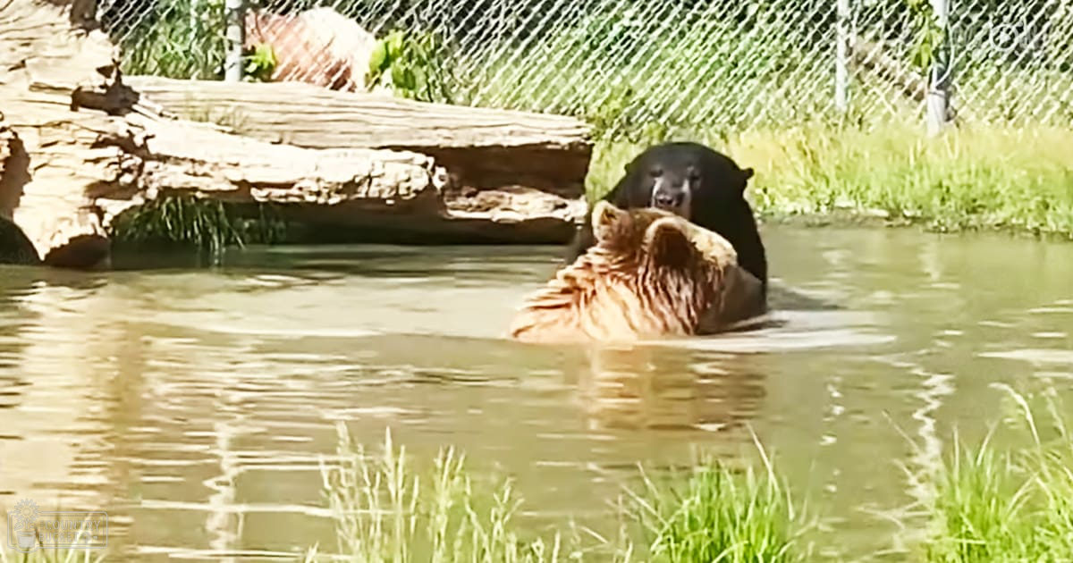 Two adult brown and black bears in a zoo enclosure with vibrant greenery and clear daylight, suggesting spring or summer.