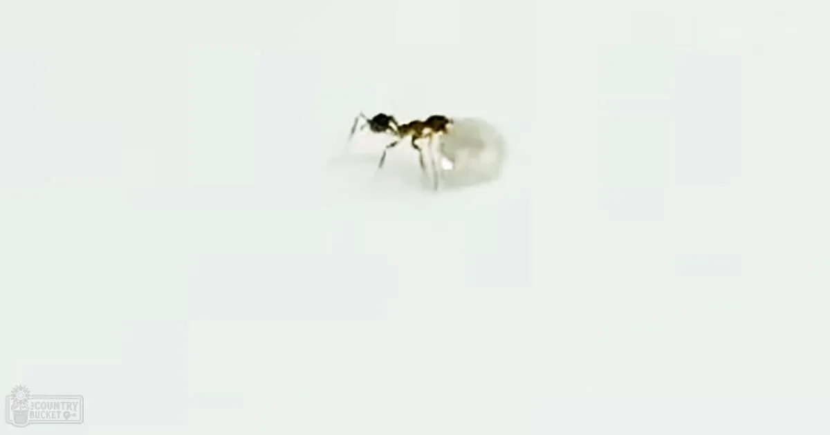 An ant carrying a small white object on its back, set against a plain white backdrop in an indoor controlled environment.