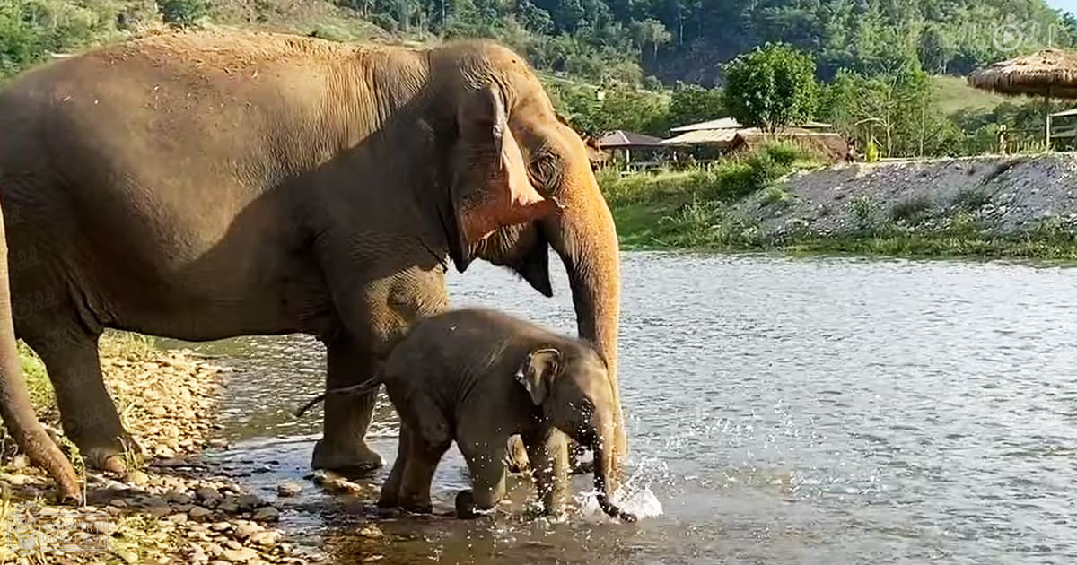 An adult Asian elephant with a juvenile companion near a river in a rural area during midday spring or summer.