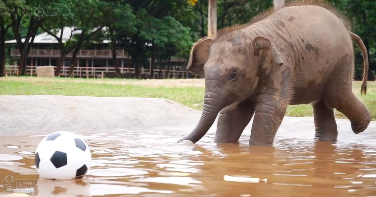 A baby elephant with grayish-brown skin stands in a grassy outdoor area near water; a soccer ball is partially submerged nearby.