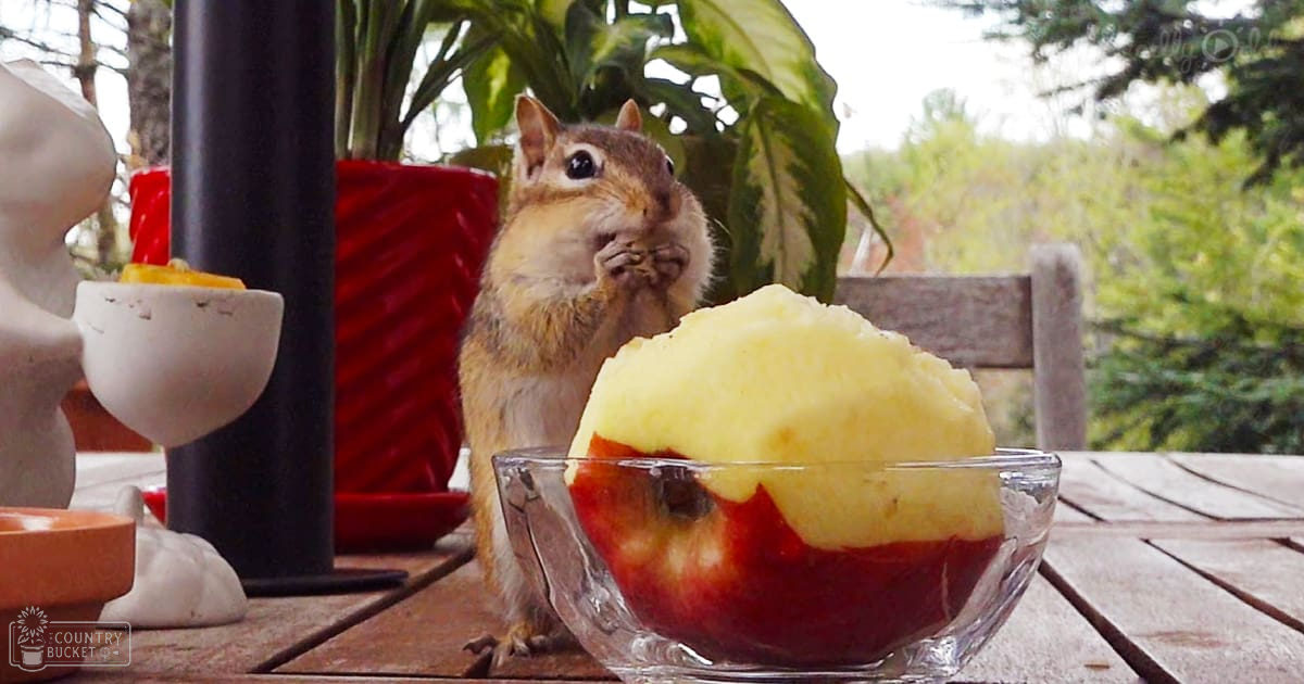 A brown and white chipmunk with a yellowish substance in its glass bowl, surrounded by garden elements like a red pot and wooden table surface, under bright daylight.