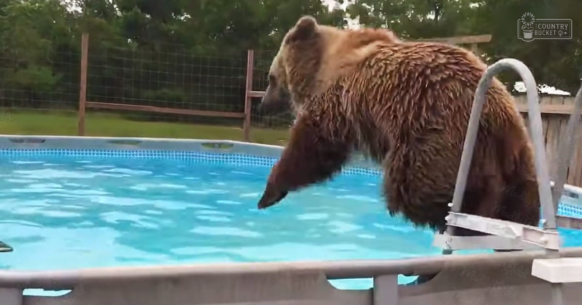 A wet brown bear stands near an above-ground swimming pool in a suburban or rural setting with grassy surroundings, wooden posts forming part of a fence, and trees visible beyond the enclosure. The scene suggests daytime during spring or summer.