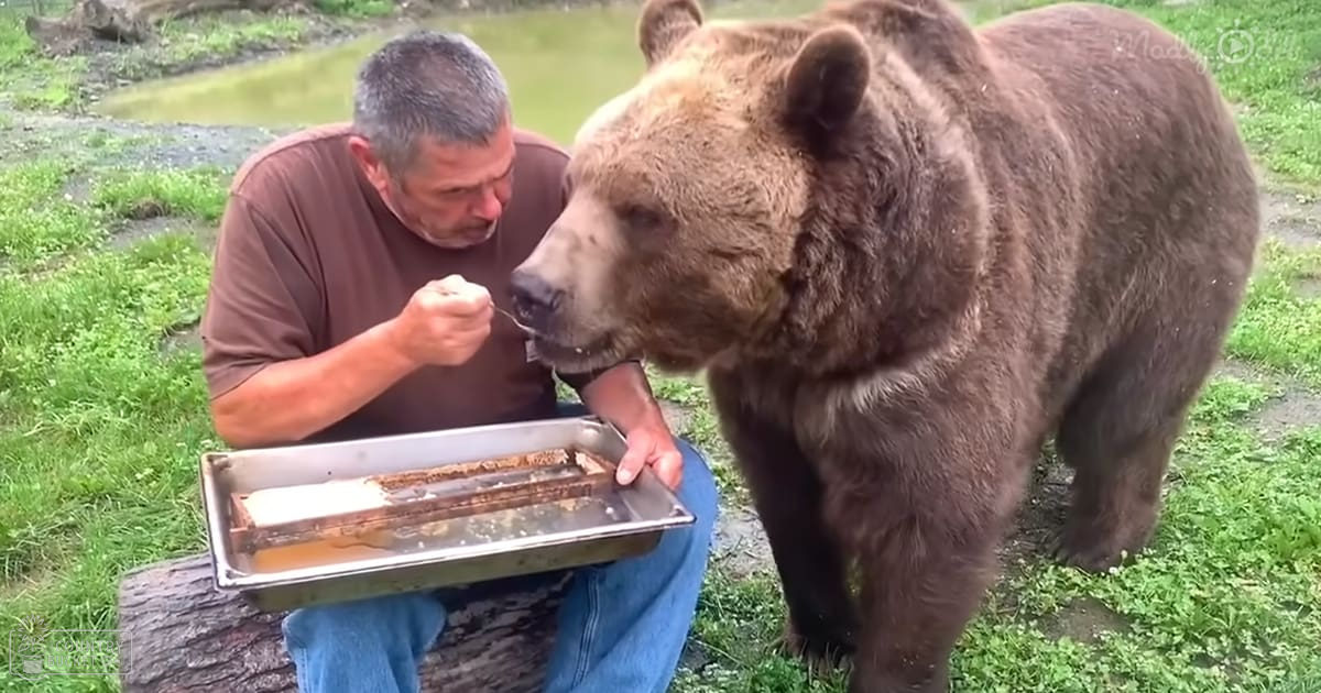 A middle-aged adult male feeds a large brown bear in an outdoor grassy area with natural daylight, likely spring or summer.