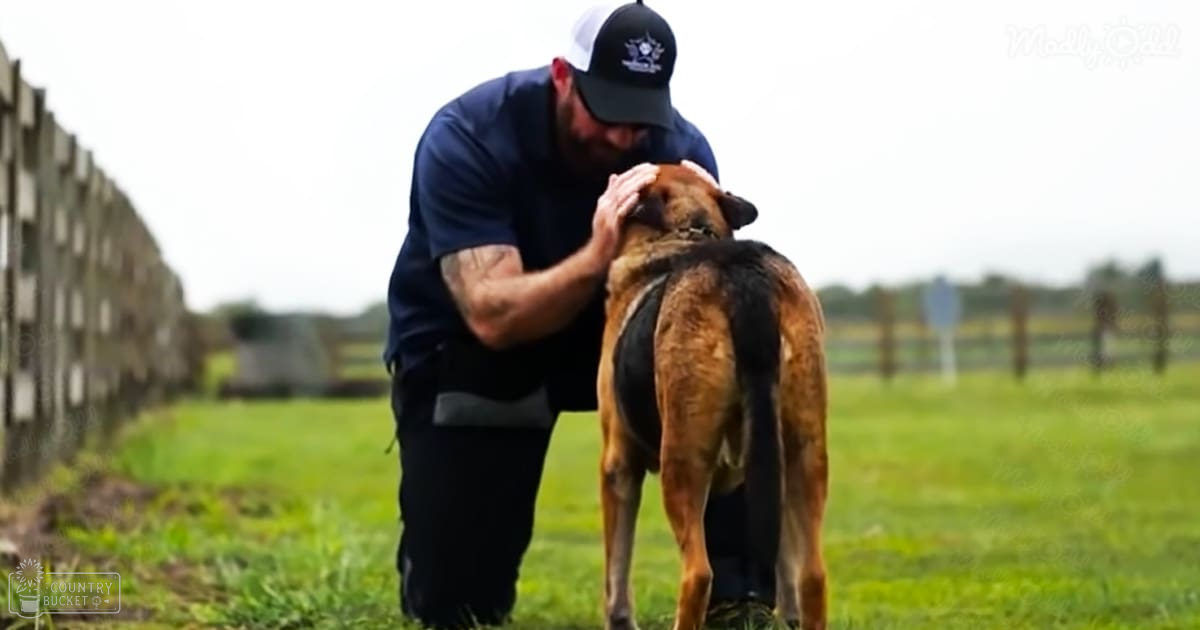 An adult male interacts with a German Shepherd in an outdoor grassy area surrounded by wooden fencing under overcast skies, spring or summer season.