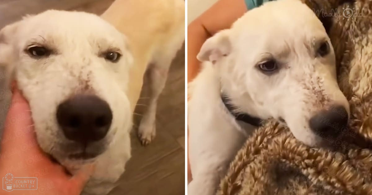 A white Labrador Retriever with black facial markings indoors, natural light streaming in, daytime scene.