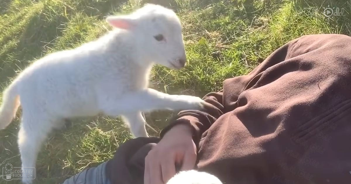 A lamb with a white coat and dark patches stands outdoors on a grassy area, with an adult male wearing a brown fleece-like sweatshirt or jacket nearby.