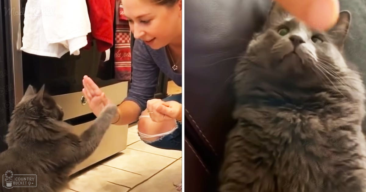 An adult female cat, possibly a Maine Coon, interacts with an adult male person indoors near hanging clothes and a tiled floor. A mirror reflects part of the scene.