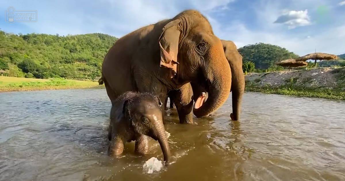 Two Asian elephants, one adult female with large ears and a smaller calf, in water surrounded by lush green hills under a clear blue sky during spring or summer.