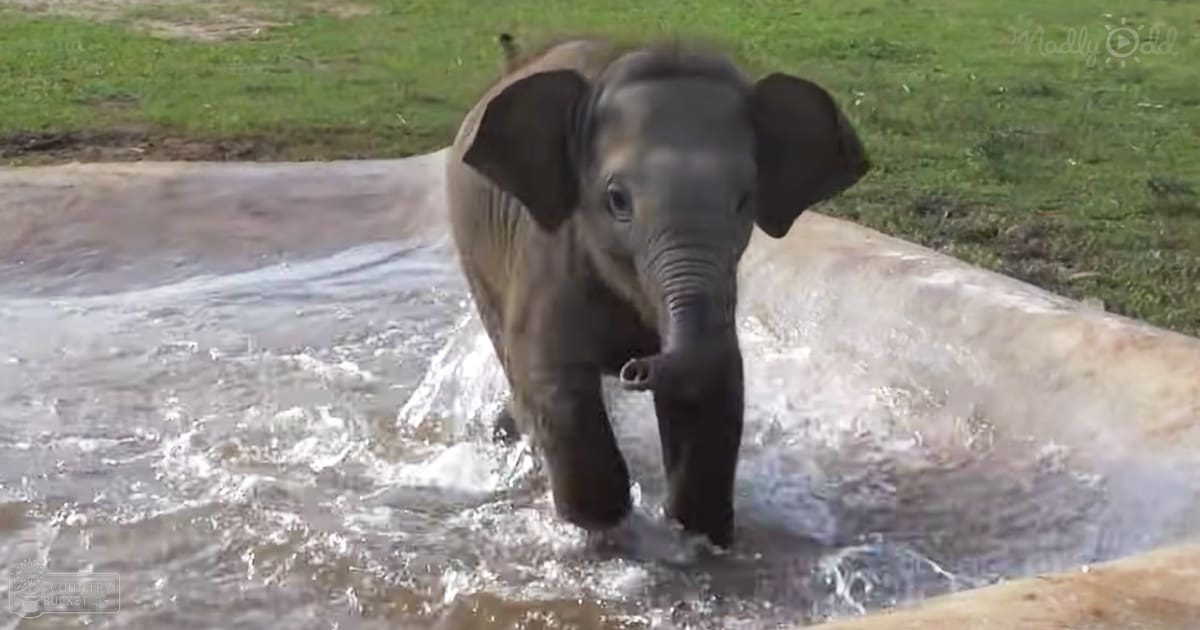 A baby elephant with large ears stands on its hind legs in shallow water within an outdoor enclosure during late afternoon light.