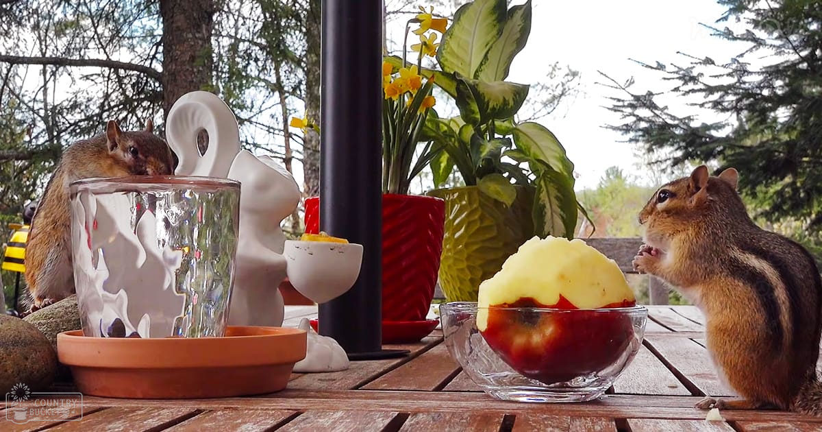 Two chipmunks with brown coats and white stripes, outdoors on a patio or garden table with blooming flowers in terracotta pots under natural sunlight.