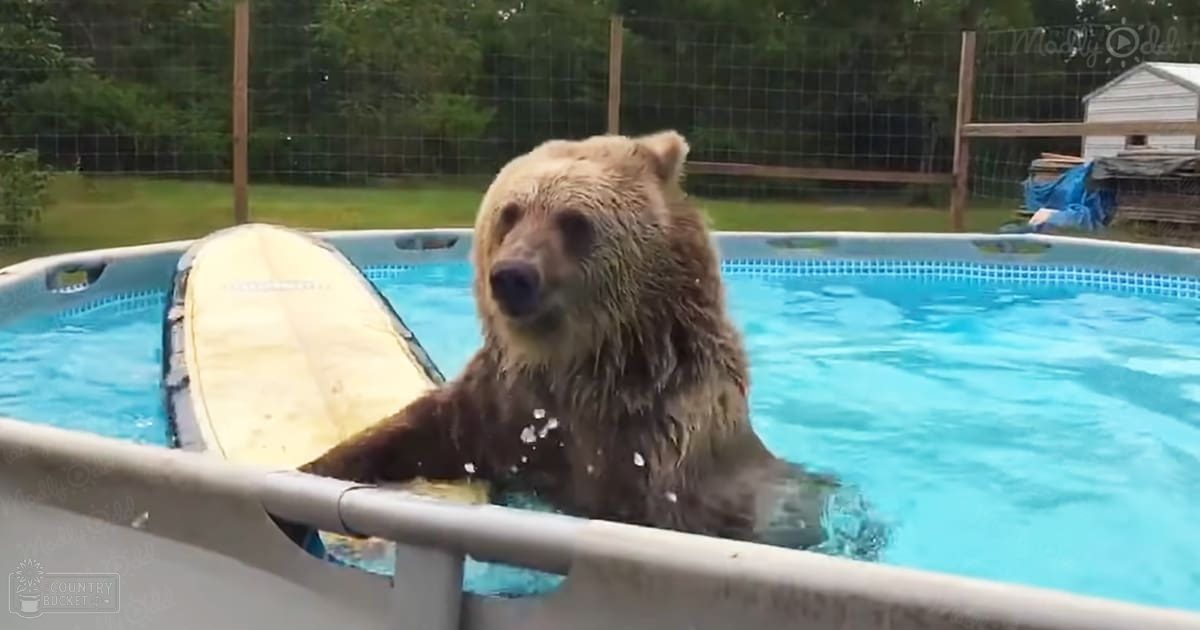 A brown bear swims in an above-ground pool surrounded by a fence and greenery, suggesting it's spring or summer with clear weather.