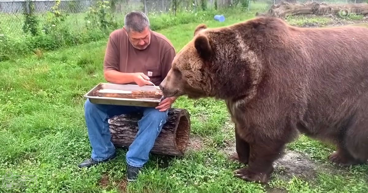 A middle-aged to older adult male wearing a brown short-sleeved shirt, blue jeans, and dark shoes or boots interacts with an adult grizzly bear in a grassy outdoor setting on what appears to be spring or summer day.