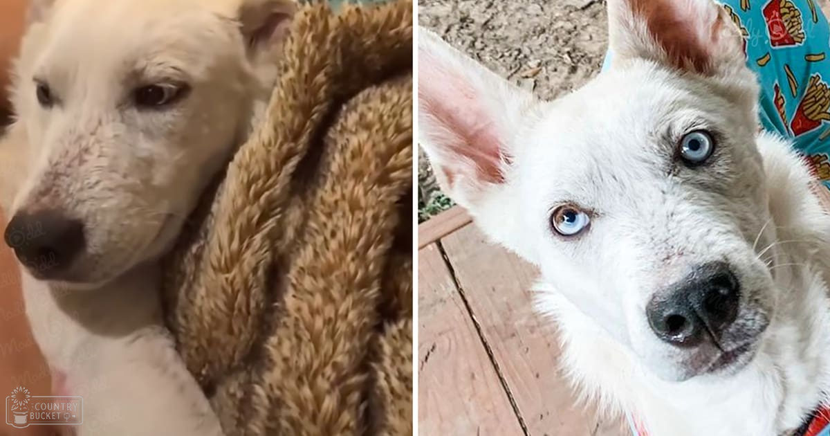 A white dog with blue eyes, transitioning from puppy to older adult, outdoors on a dirt and wood-plank surface.