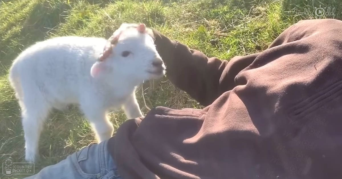 A juvenile lamb with white and pink markings stands in a grassy outdoor rural setting under natural late afternoon light.