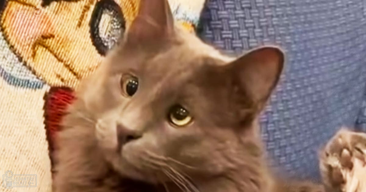 A tabby cat with a mix of brown and black fur patterns indoors, possibly in a living room or bedroom setting under natural light.