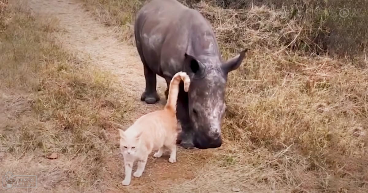 A rhinoceros and an orange tabby cat in a dry grassy habitat with shrubs, likely late autumn or early spring.