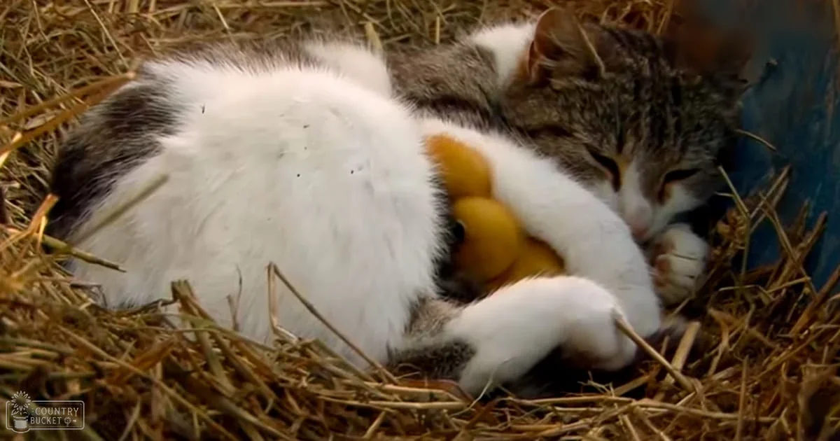 An adult cat with white belly fur, grey-brown back and head, and orange markings around eyes and ears outdoors on dry grass and hay.
