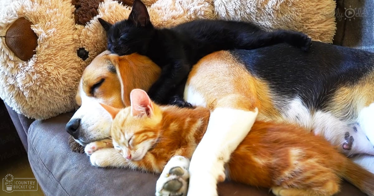 Two kittens with a Beagle dog resting together in an indoor setting, surrounded by gray cushion and brown teddy bear.
