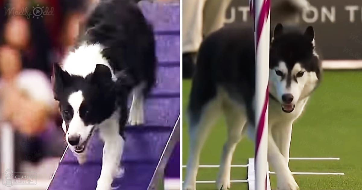 A black-and-white Border Collie and Husky participating in an agility competition at a stadium during daytime with a crowd of spectators in the background.