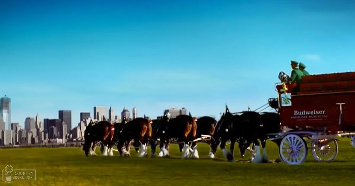 Two individuals in a grassy field with Clydesdale horses and Budweiser carriage, city skyline backdrop, spring or summer day
