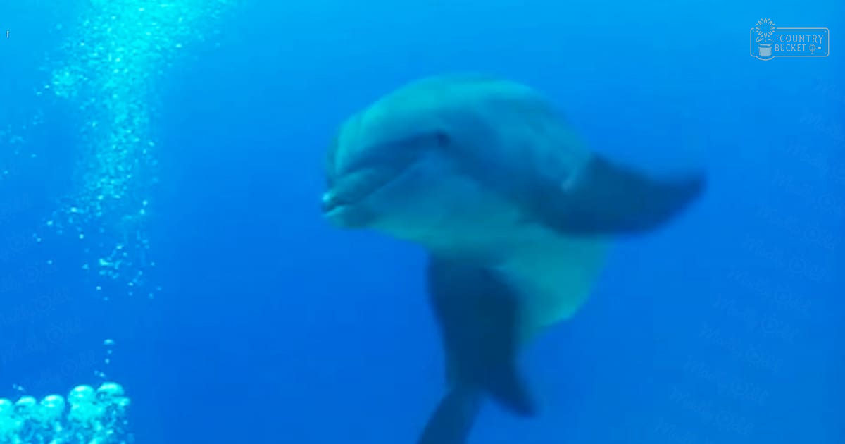 A close-up view of a light gray dolphin with darker markings around its eyes and fins in an underwater marine setting