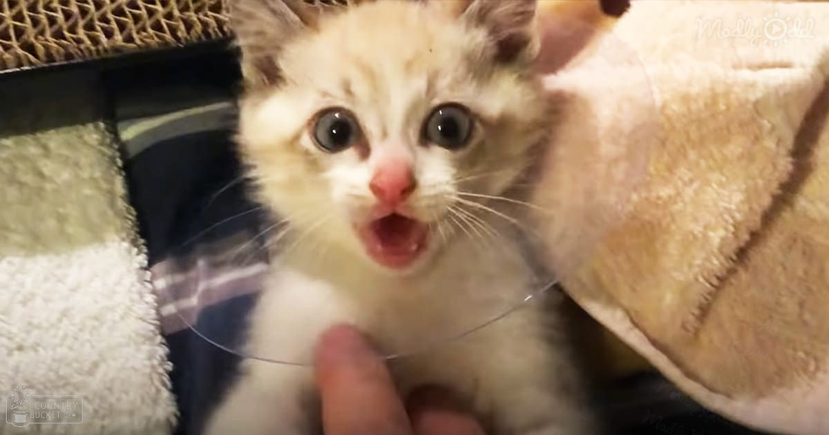A light-colored kitten with darker markings around its eyes and ears, possibly cream or beige, meowing indoors under soft lighting.