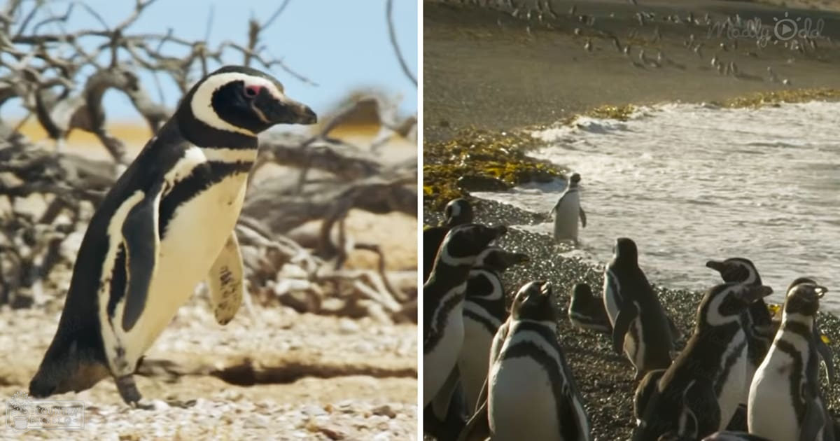 Adult Magellanic penguins at a sandy beach with rocks, clear sky, midday light, summer season.