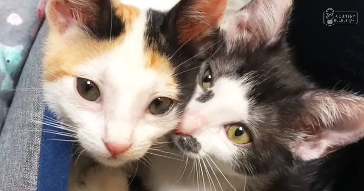 Two tabby kittens with calico and gray-and-white fur indoors on a soft surface.
