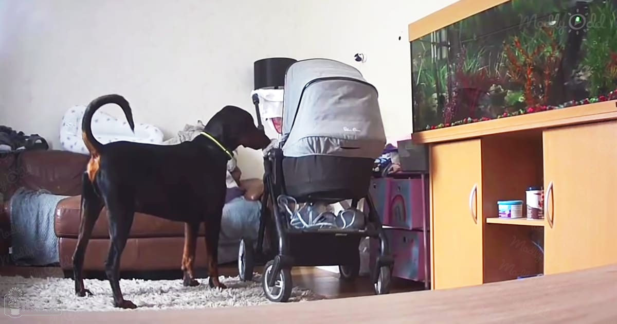A black Doberman Pinscher with brown markings in a living room, surrounded by a stroller, an aquarium, a couch, and a rug.