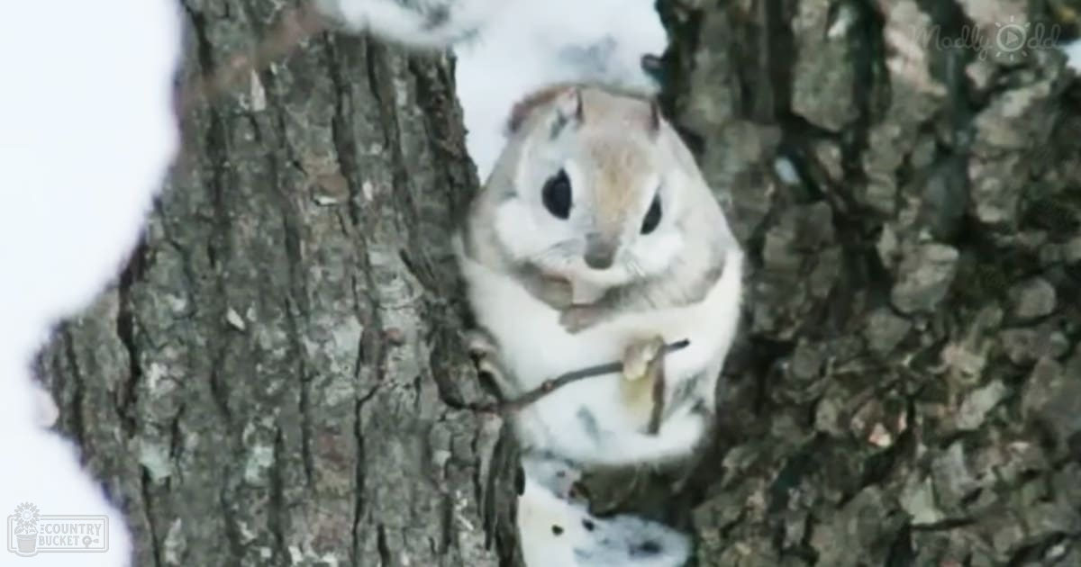 A flying squirrel (Pteromys volans) with white fur and brown markings on its head and back, perched on a tree trunk in a snowy forested area during winter, illuminated by natural daylight.
