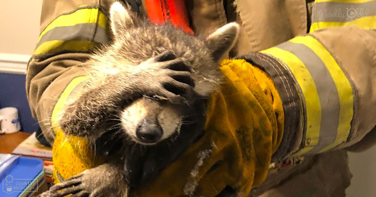 A common juvenile raccoon with grayish-brown fur and a white muzzle, held by an adult male firefighter in a fire station setting during daytime.