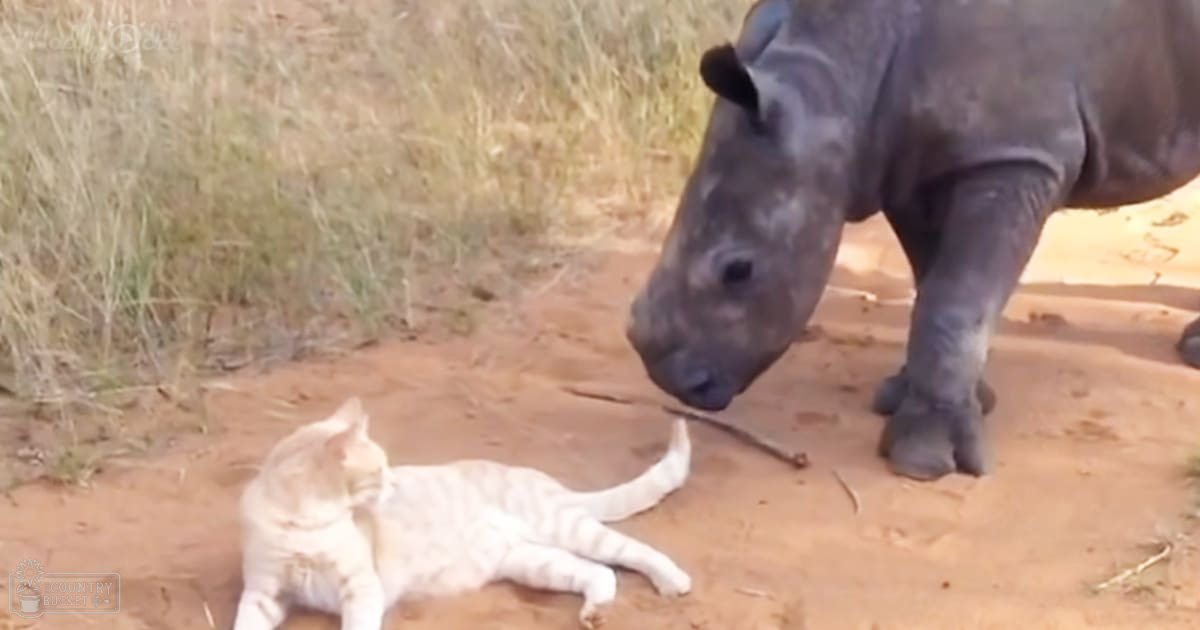 A baby rhino interacts with a tabby kitten on dry grass in a savanna-like setting during midday.