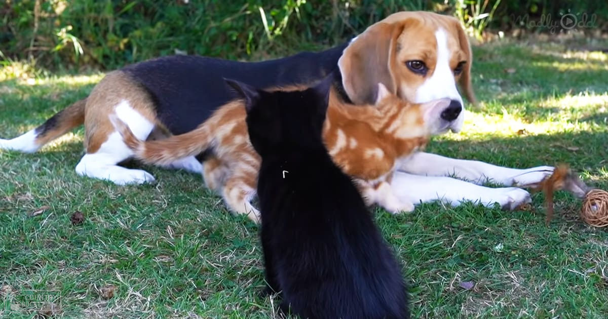 An adult beagle dog with a brown, black, and white coat lying on grass in an outdoor garden setting, surrounded by greenery and sunlight filtering through trees.