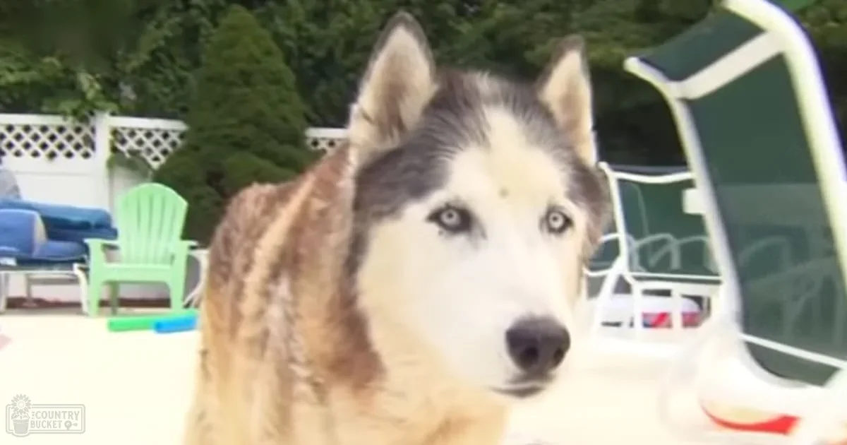 A husky dog with striking blue eyes and tan-white fur stands in an outdoor backyard setting with green Adirondack chairs, white lattice fence, lawn chairs, and a pool or water feature. The scene suggests spring or summer daylight.