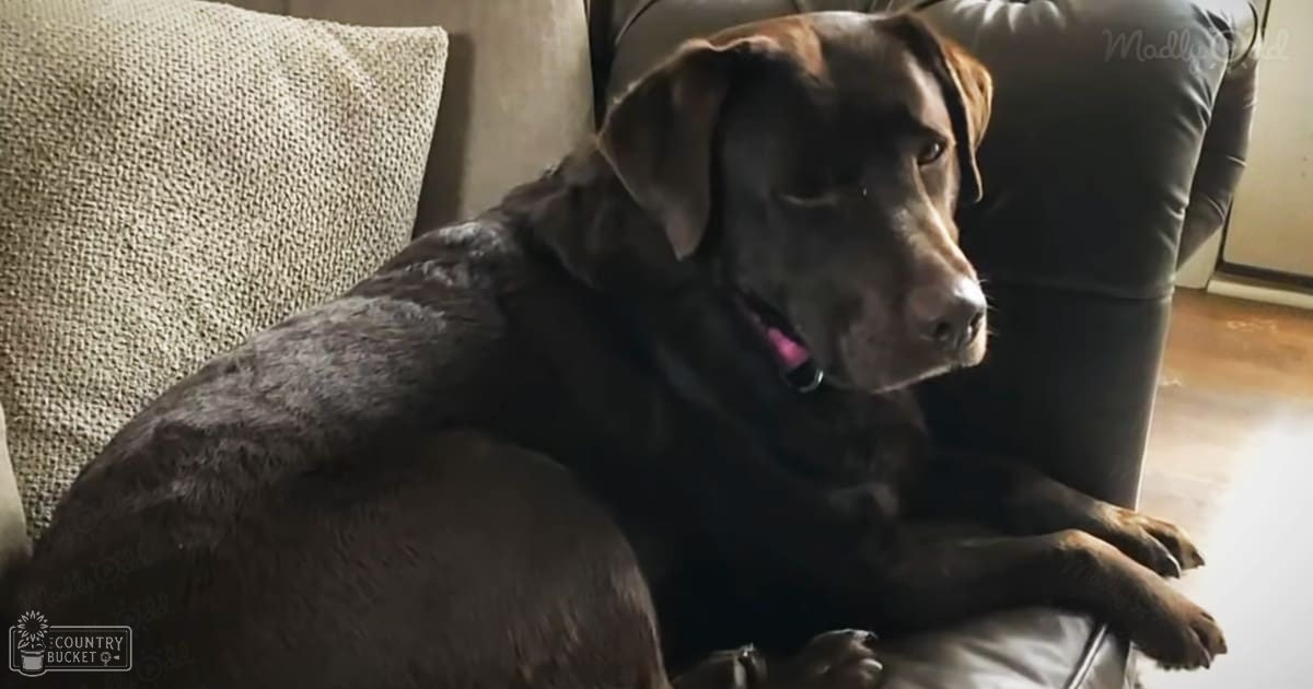 A chocolate Labrador Retriever rests on a light-colored couch indoors with natural lighting.