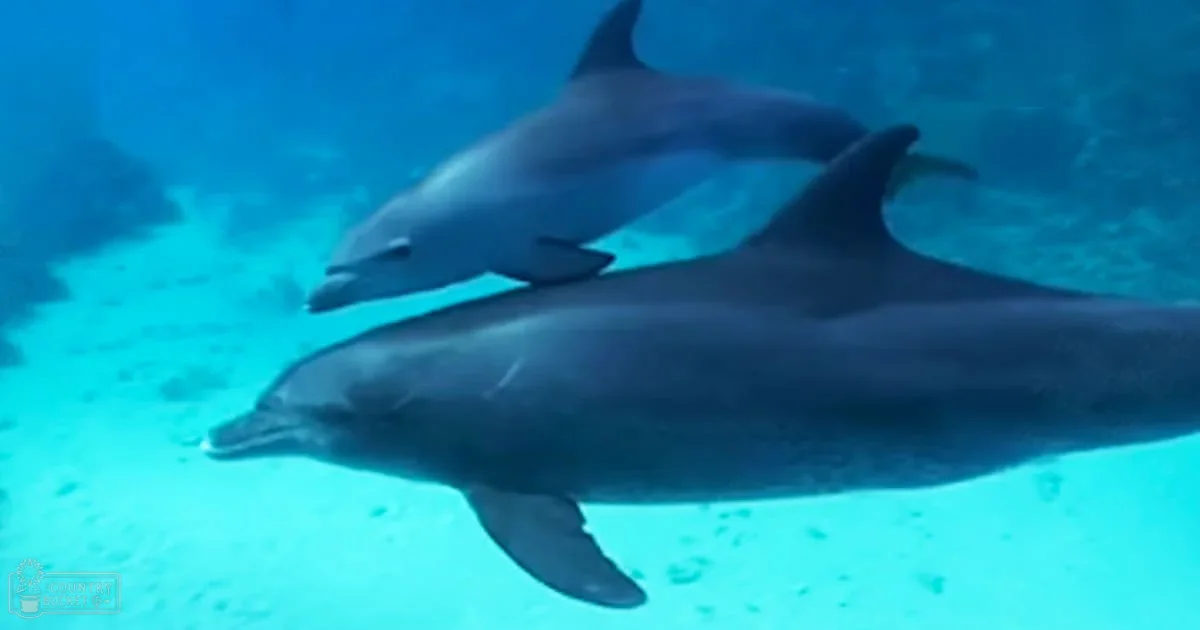 Two adult-sized dolphins with grayish coloration and white undersides swimming underwater in an aquarium environment.