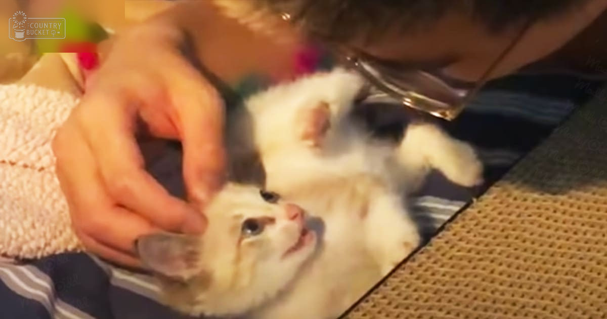 A juvenile domestic shorthair cat with white and gray markings, lying on a textured mat in an indoor setting with warm natural light, being gently petted by an adult female wearing a knitted sweater.