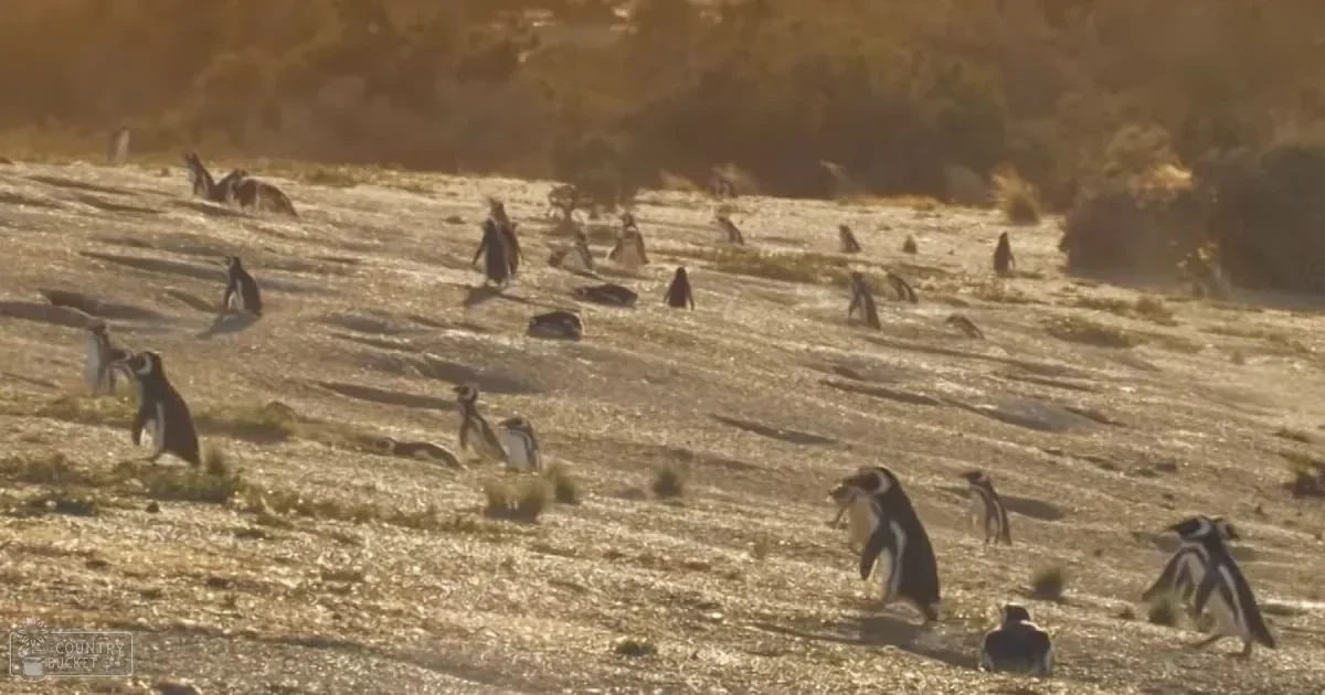 A group of adult Magellanic penguins (Spheniscus magellanicus) on a sandy beach with sparse vegetation in an outdoor coastal area, late afternoon lighting.
