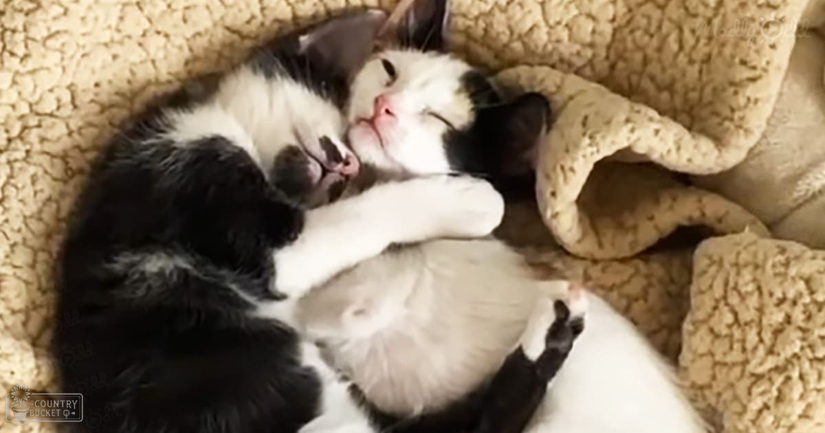 Two young kittens with black and white fur patterns in an indoor setting with neutral lighting.