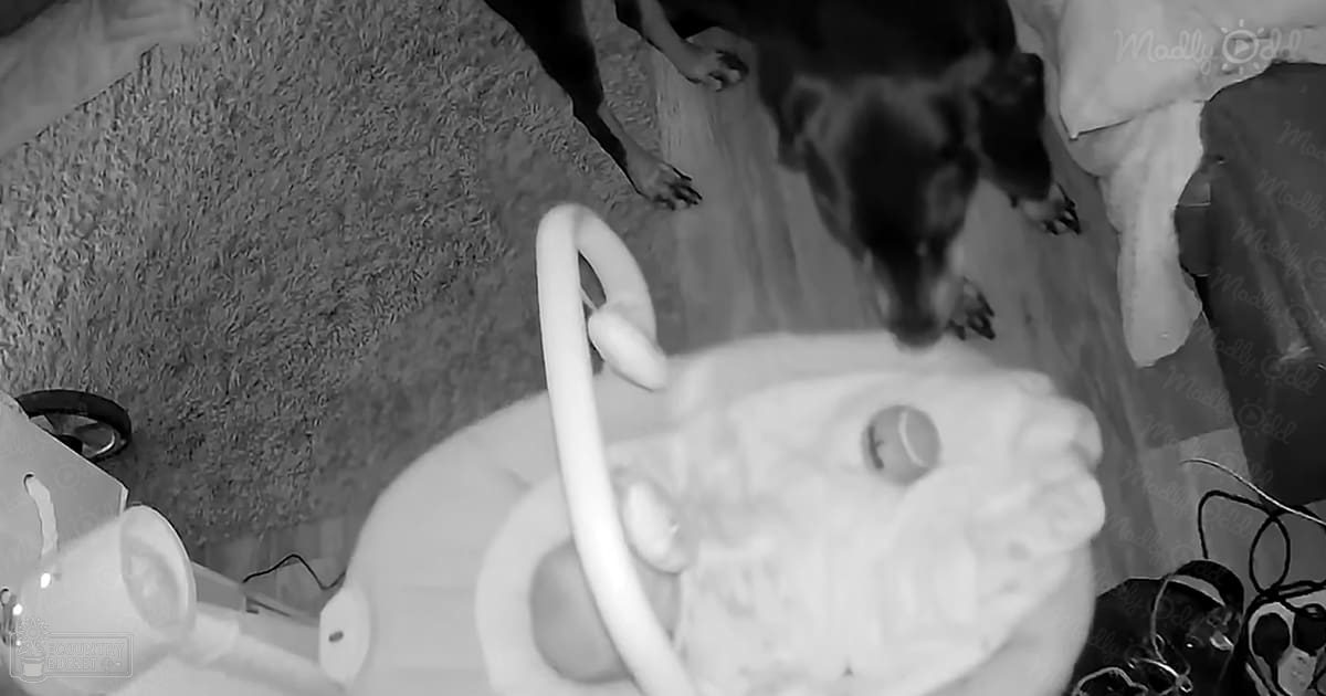 An infant in a playpen indoors, accompanied by an adult male singer and a German Shepherd dog on a carpeted floor with natural daylight
